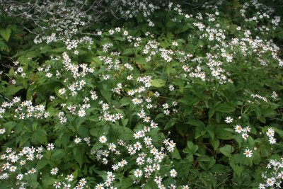 Mountain Flowers, C. Pinnacle