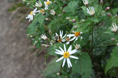 Bees and Flowers, C. Pinnacle