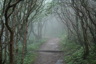 Rhododendron Forest