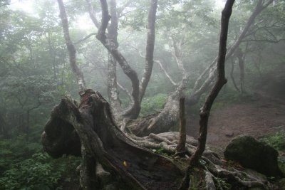 Twisted Tree