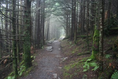 Balsam Nature Trail, Mt. Mitchell
