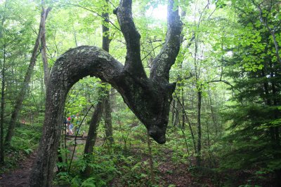 Deer Head Tree