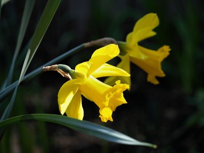 Daffodil