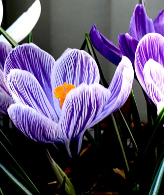 Crocus