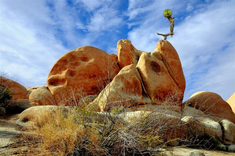 Rocks in Joshua Tree Park