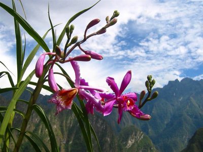 Wild Orchid in Andes