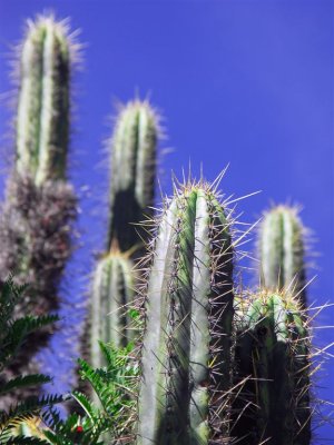 Organ Cactus in Raqchi