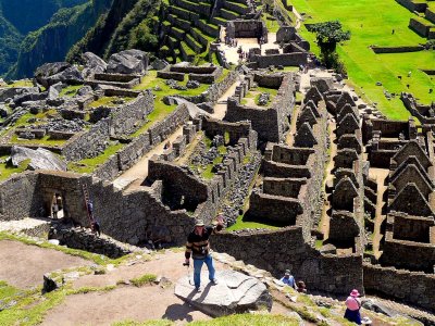 Unidentified Form of Wild Life, Machu Picchu