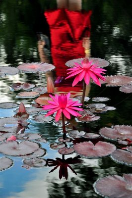 Water Lilies, Lindo Paraiso Resort