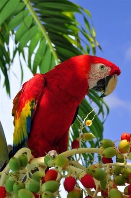 Scarlet Macaw Festing on Palm, Jungles of Palenque