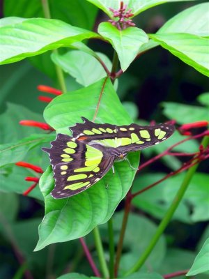 Butterfly In Carrara Park