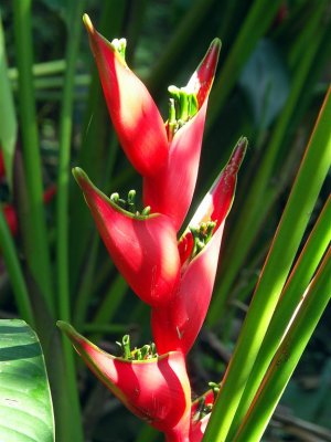 Unidentified Tropical Flower, Arenal Volcano Park