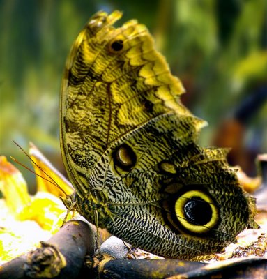 Festing Morpho, Arenal Volcano Park