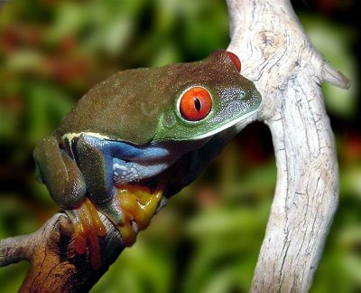 Red Eye Tree Frog, Monteverde Cloud Forest