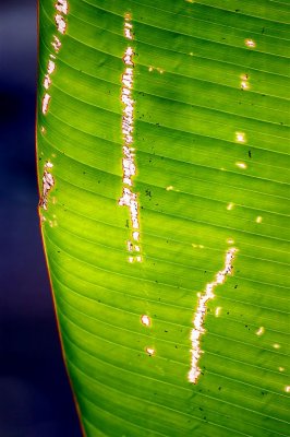 Study of Leaves, Cararra National Park