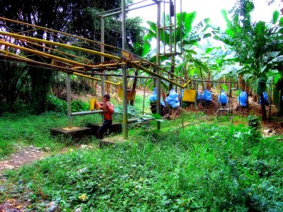 Running Banana Train, Guapiles