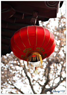 Chinese Lantern 1