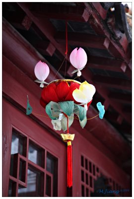 Chinese Lantern 2