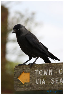 Black Bird