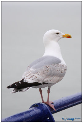 Seagull
