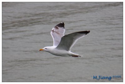 Flying Seagull
