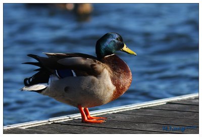 Wild Duck