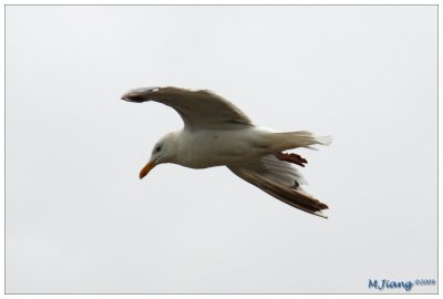 Flying Seagull 2