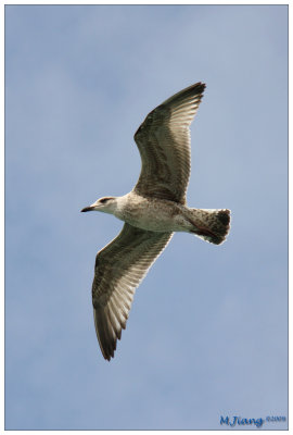 Young Flying Seagull