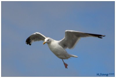 Landing Seagull