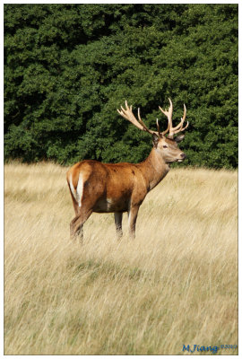 Male Red Deer 1