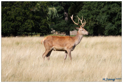 Male Red Deer 2
