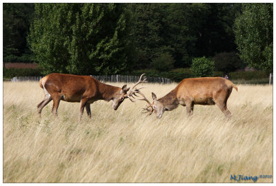 Red Deers Fighting