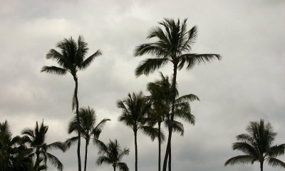 Palms in Waikiki