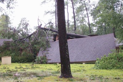 tree in house