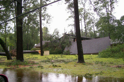 tree in house