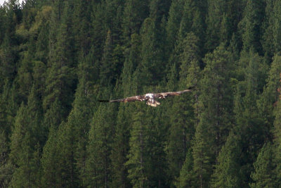 Bass Lake Osprey looking for breakfast