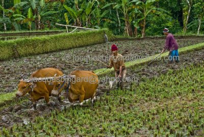 Ploughing Rice Field