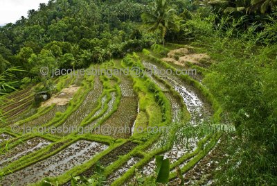 Rice Paddies