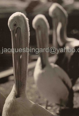 The three Pelicans
