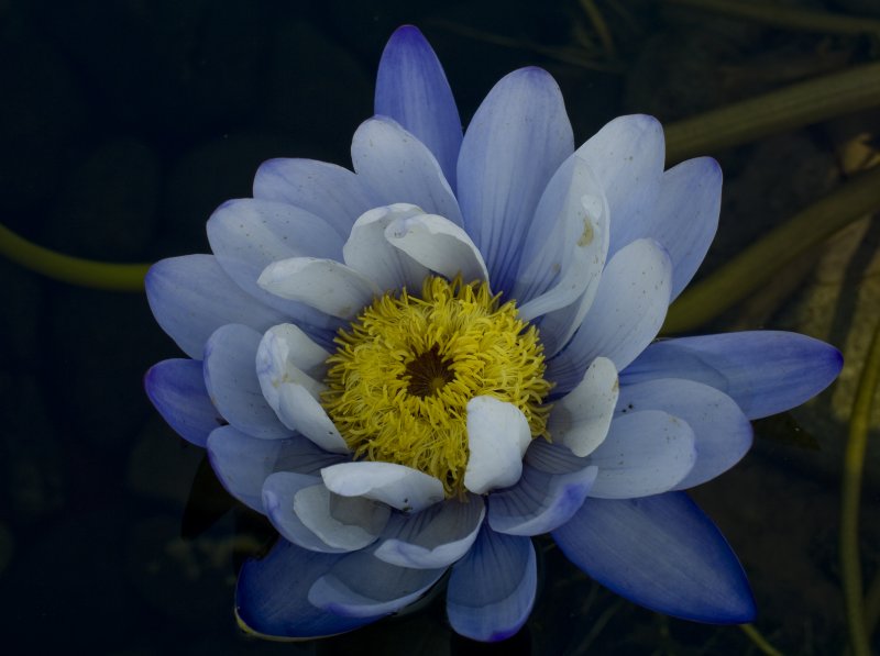 Bluer than Blue