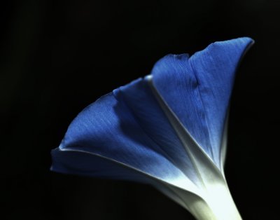 Blue Morning Glory