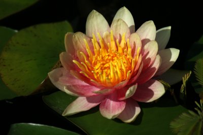 water-lilly-small.jpg
