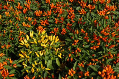 ornamental-peppers-small.jpg