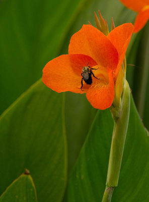 ORANGE AND BEE.jpg