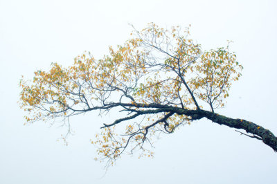 PBASE-chinese-leaves.jpg
