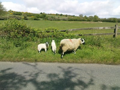 Dartmoor family