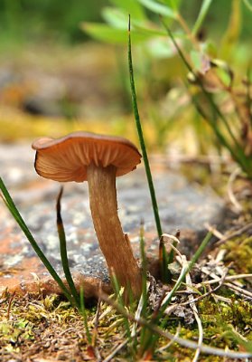 mountain-mushroom.jpg