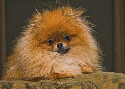 bentley.jpg