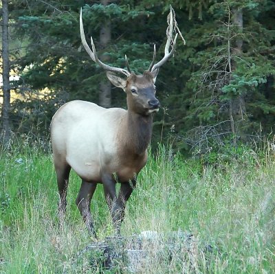 ELK.jpg