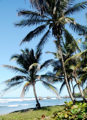 palms by the sea